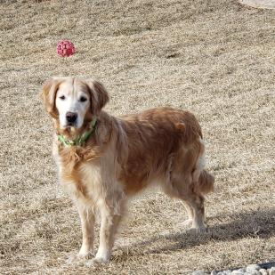 Lady Lily 19-009