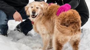 Sponsor a RAGOM Dog