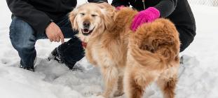 Sponsor a RAGOM Dog